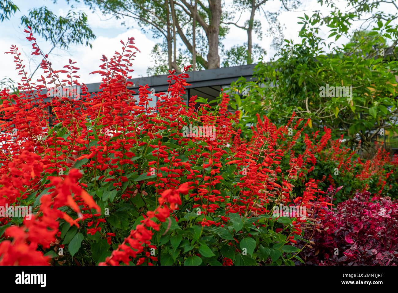 Beautiful flowers Salvia coccinea in the garden. They are often called blood, tropical, Texas, scarlet sage. Red flowers blooming in the park. Stock Photo