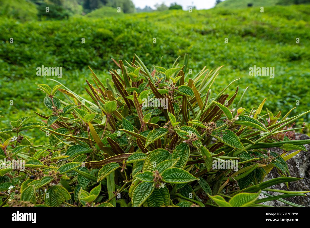 Green leaves pattern, nature plant close up shot of Clidemia Hirta in Cameron Highland, Malaysia. Stock Photo
