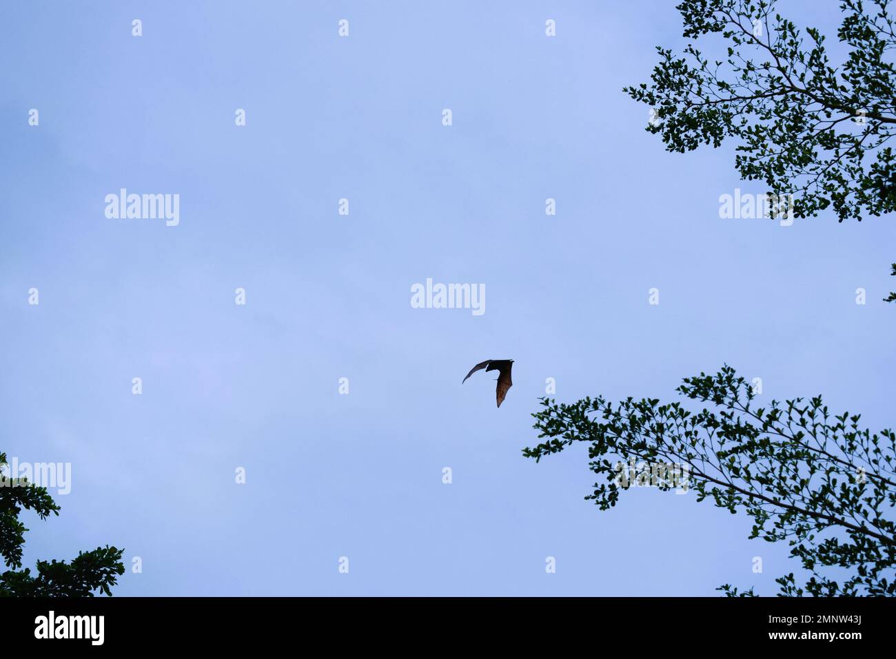 Bats flying during the day, blue sky. Characteristics of the City of