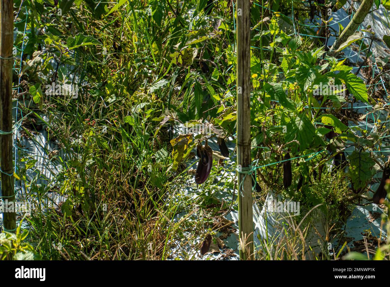 Eggplant plant growing in farm. Aubergine eggplant plants in plantation