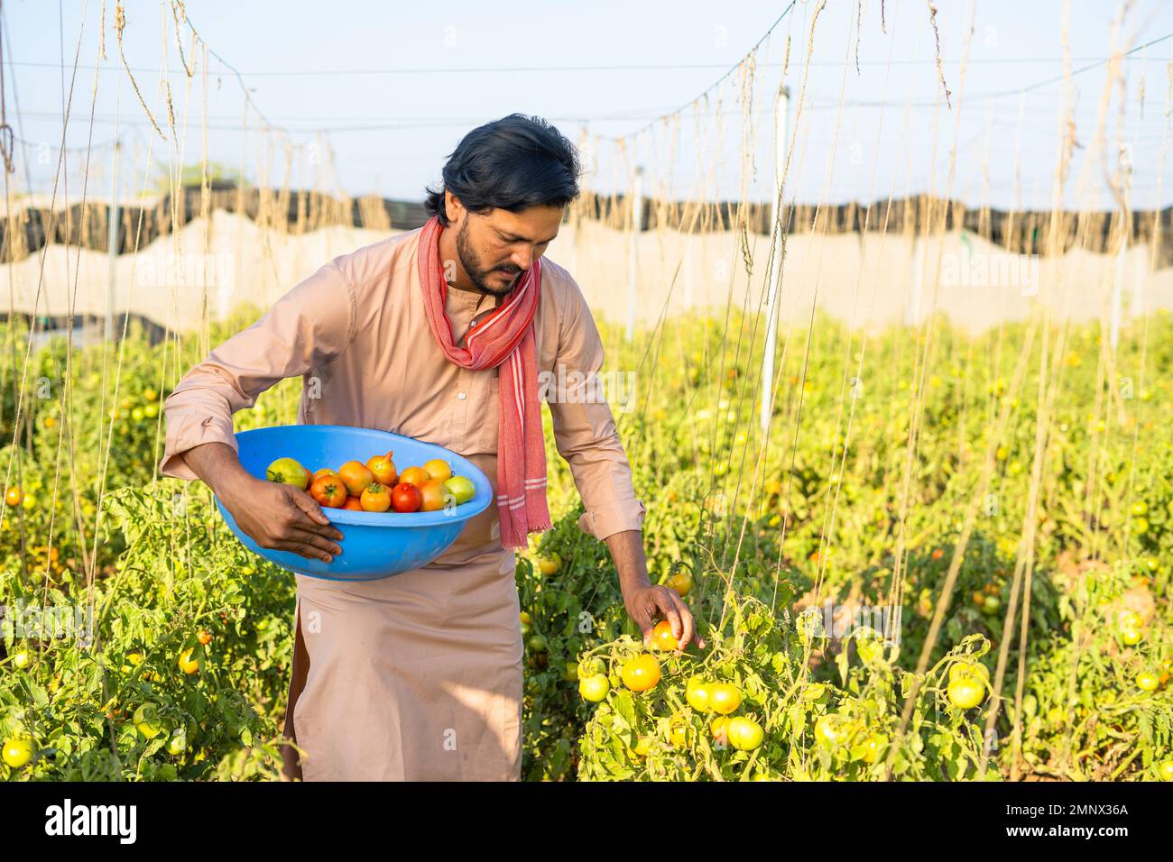 indian farmer plucking tomatoes at horticulture or farmland in basket - concept of village farming lifestyle, small agri business and hardworking Stock Photo