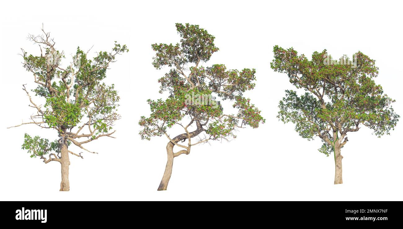 Set of tree isolated on white background Stock Photo - Alamy