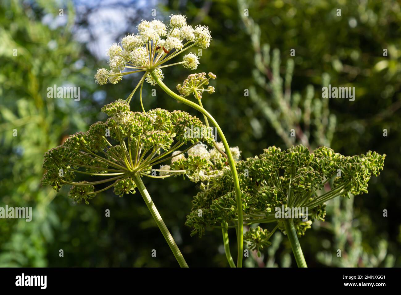 Heracleum Sosnowskyi on blue sky background. All parts of Heracleum Sosnowskyi contain the intense toxic allergen furanocoumarin. Stock Photo