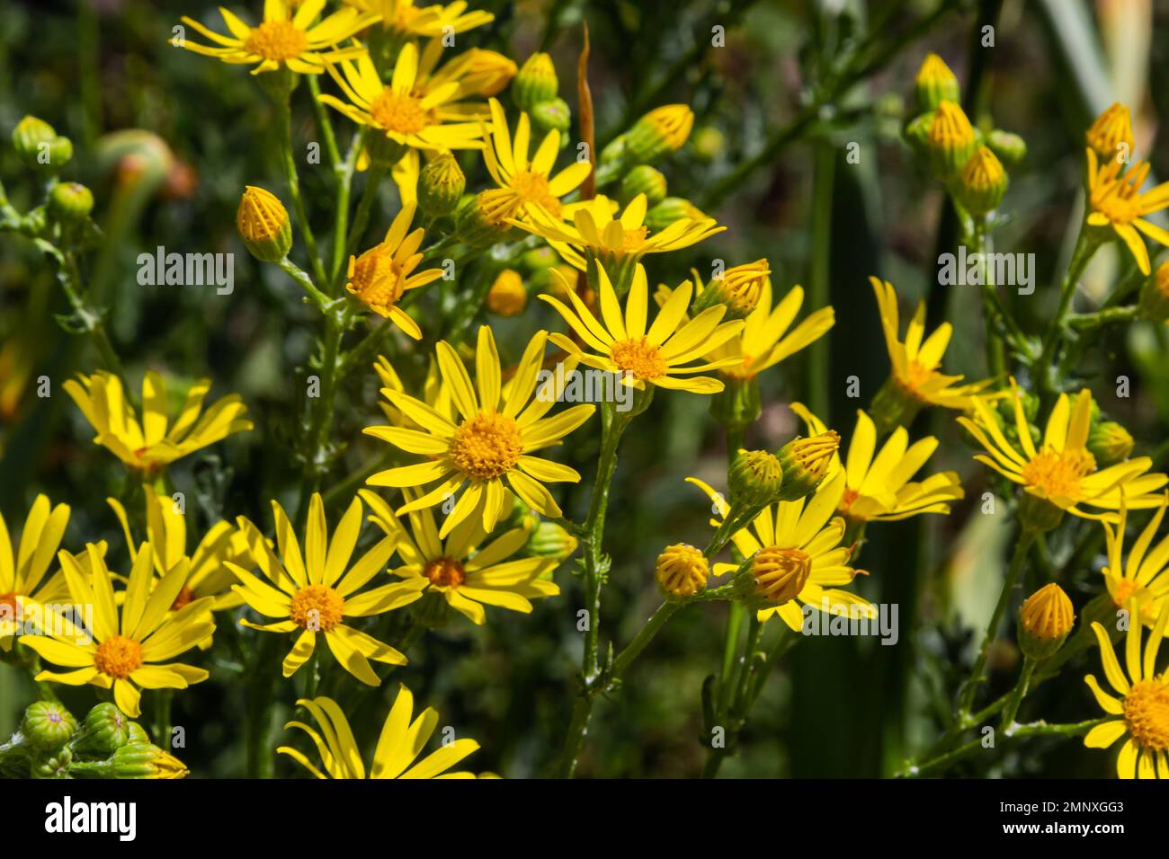 yellow flowering plants of Ragwort, Jacobaea vulgaris early morning on sunny day with blue sky in summer season close up. Stock Photo