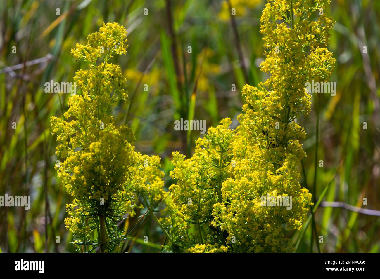 Galium verum is a herbaceous perennial plant of the family Rubiaceae. Flowering meadow, fragrant, honey plants. Stock Photo