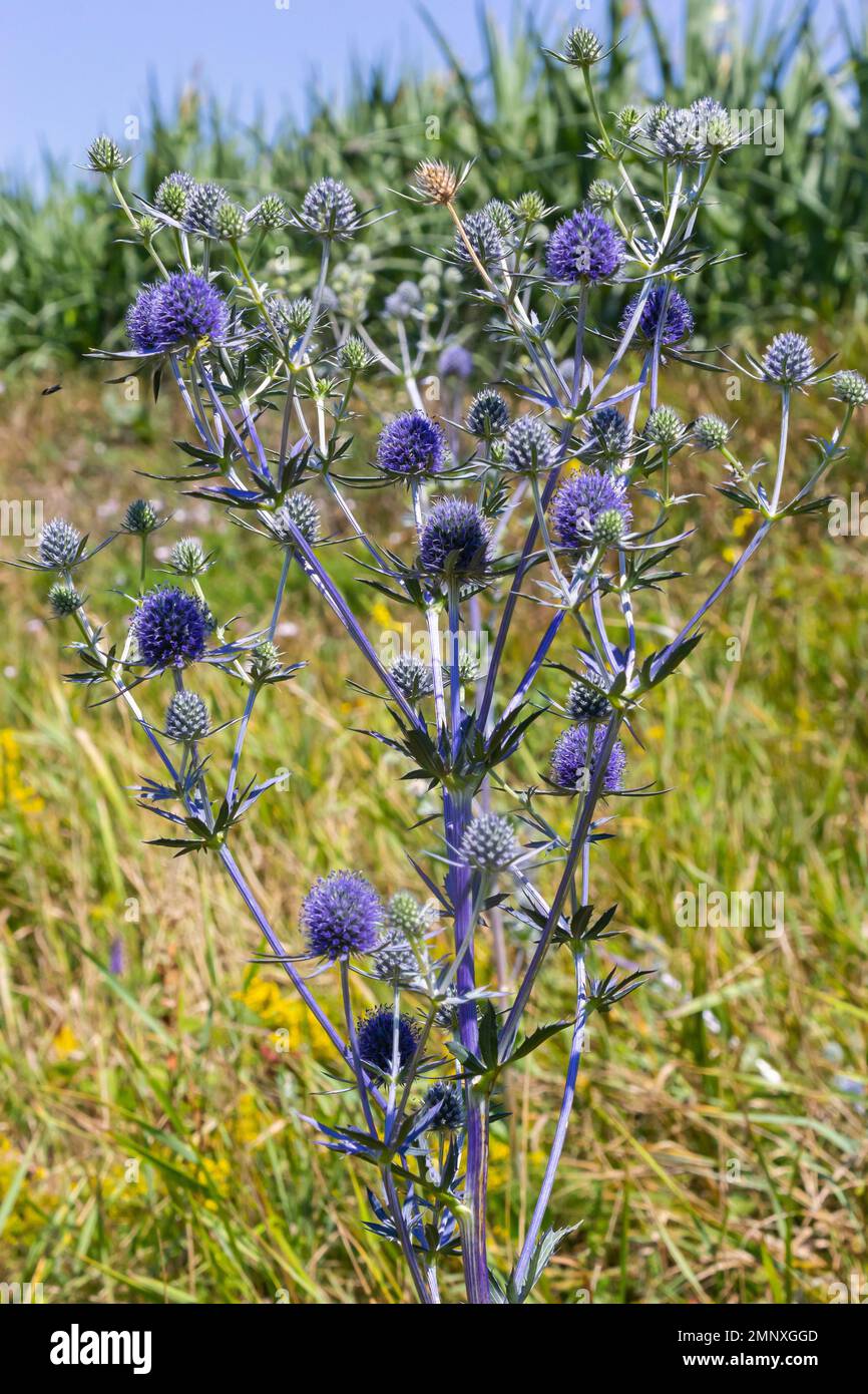 Eryngium planum flower head on summer meadow background. Herbal