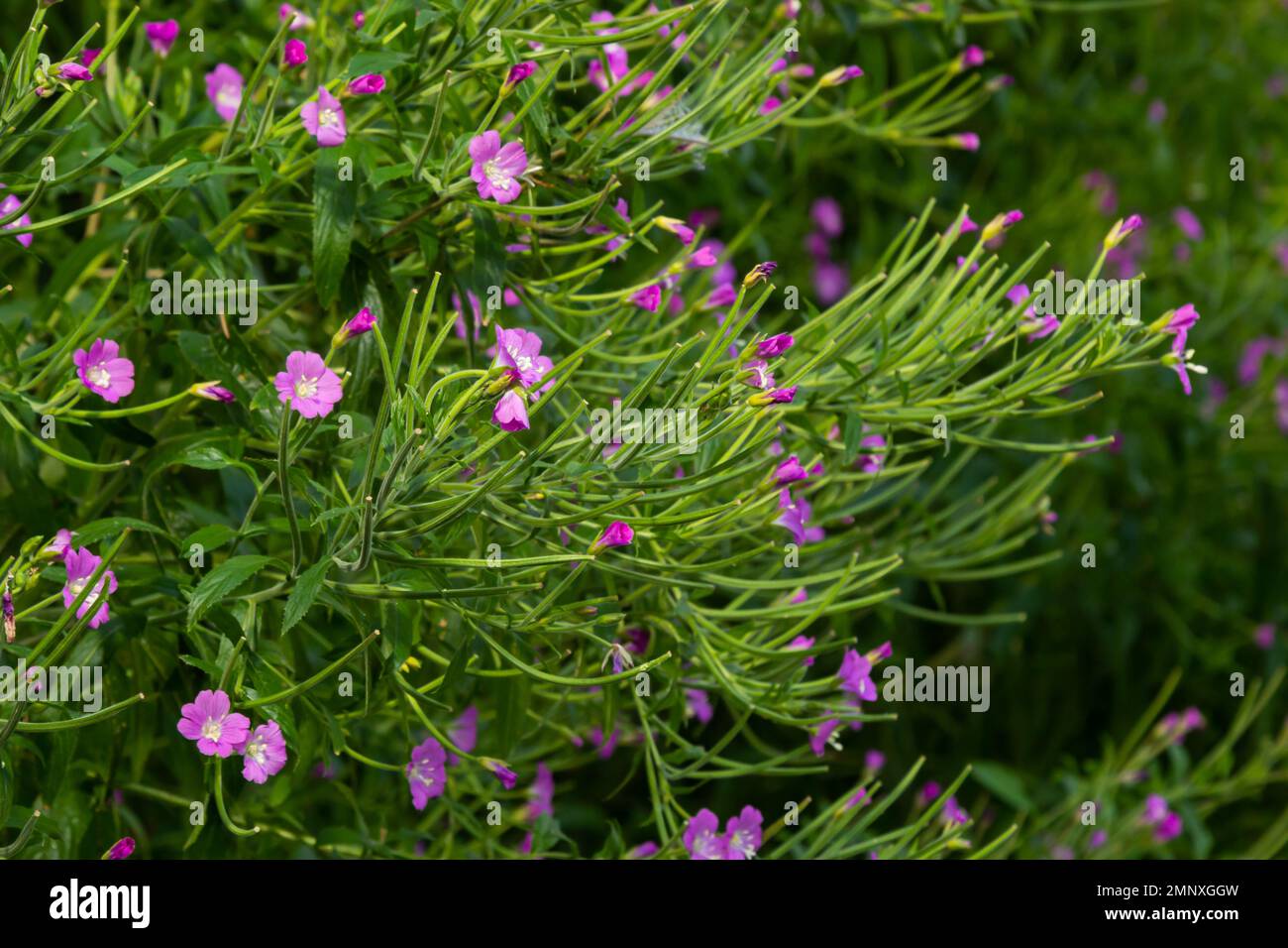 willow-herb epilobium hirsutum during flowering. Medicinal plant with red flowers. Stock Photo
