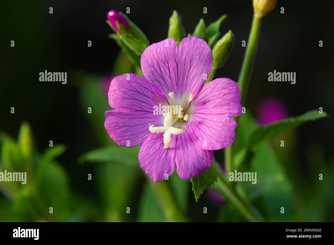 A close-up of a flowering Great willowherb, Epilobium hirsutum on a late summer evening in Estonian nature. Stock Photo