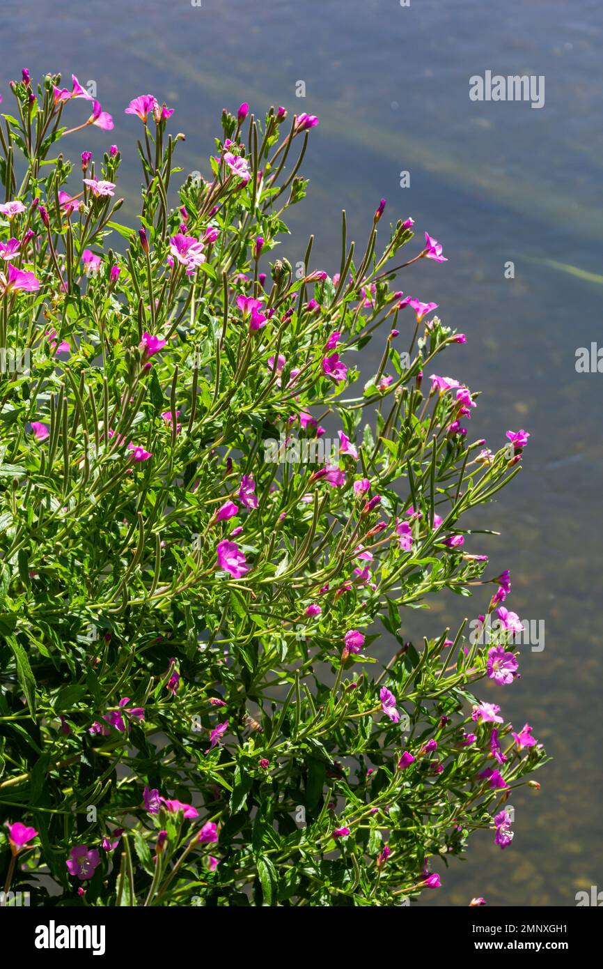 willow-herb epilobium hirsutum during flowering. Medicinal plant with red flowers. Stock Photo