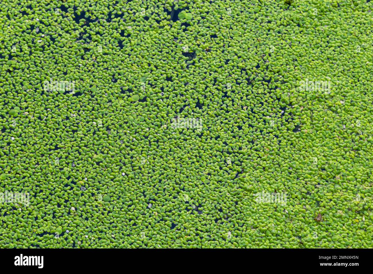 Duckweed, Natural Green Duckweed on The water for background or texture. Stock Photo