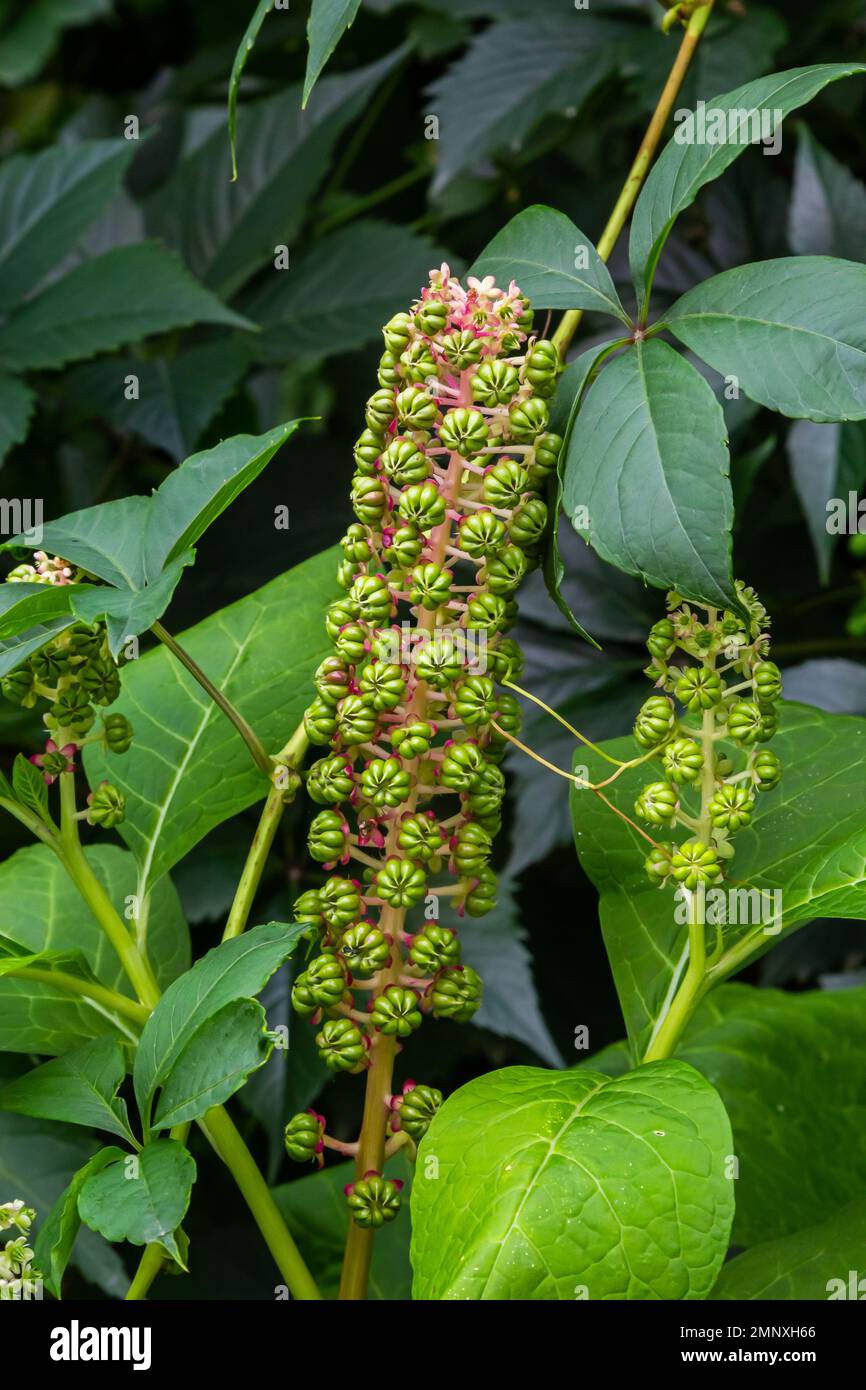 Herbal plants: Indian algae Phytolacca acinosa, which are used locally for pain relief. It has anti-asthma, antifungal, expectorant, antibacterial and Stock Photo