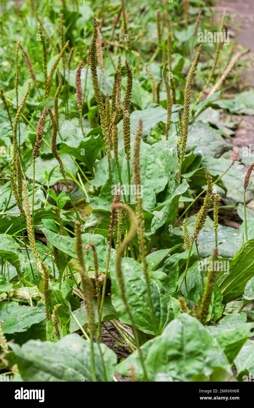 Greater Plantain, Waybread Plantago major tree in the garden .The inflorescences on long stalks with short spikes numerous tiny wind-pollinated flower Stock Photo