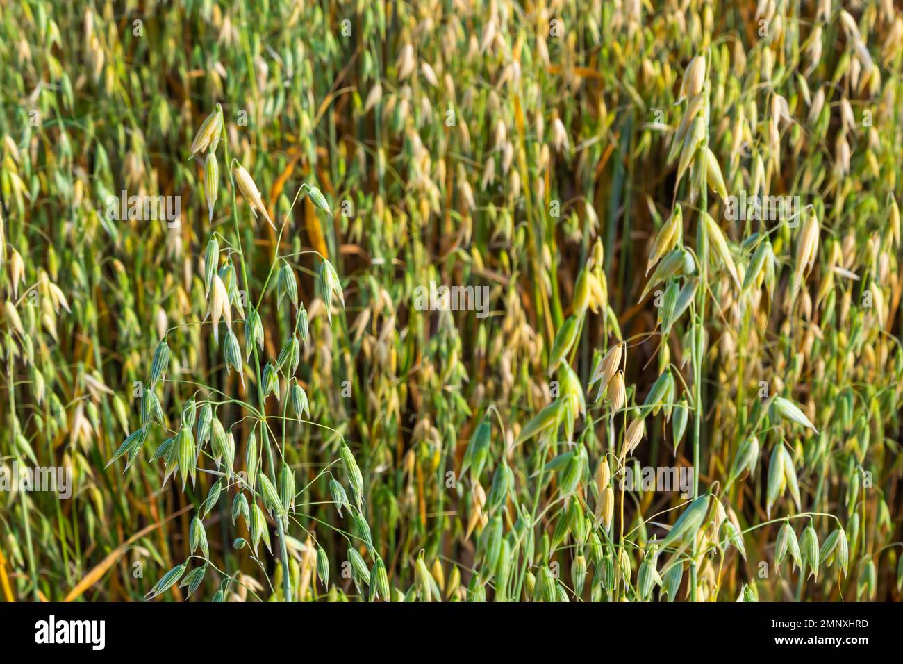 Field of young green Oats. Plantation of oats in the field - crop ...