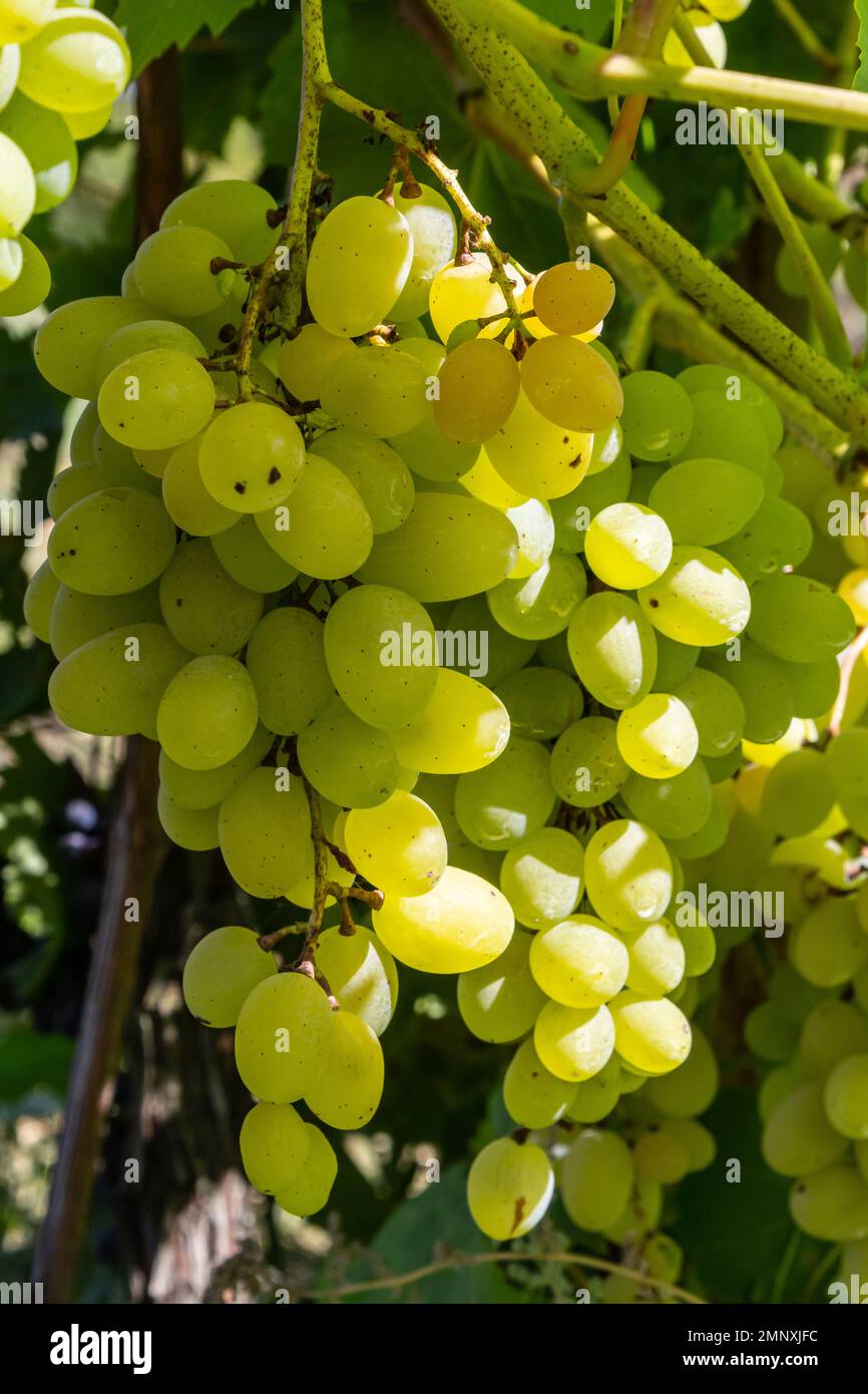 Ripe grapes grow on bushes. Bunch of grapes before harvest Stock Photo