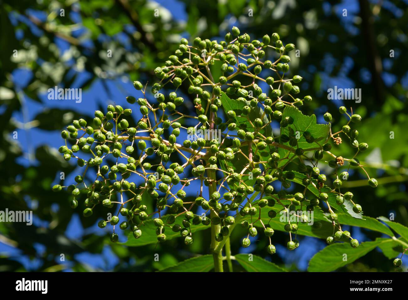 Flower buds and leaves of Black elderberry or Sambucus canadensis, in the garden. Stock Photo