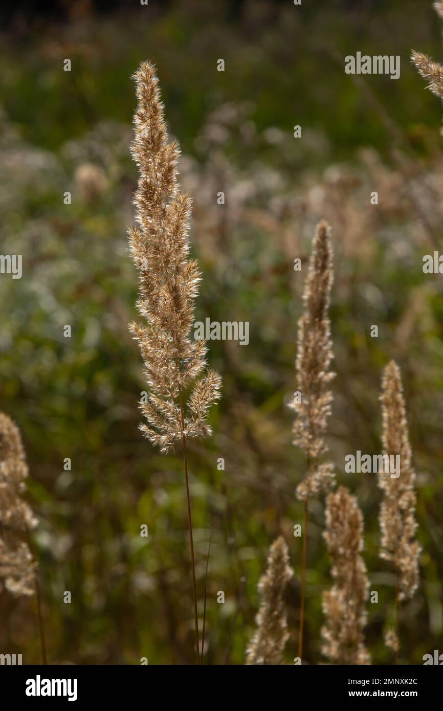 Calamagrostis epigejos is a perennial herbaceous plant of the slender leg family with a long creeping rhizome. Autumn plants with seeds. Medicinal pla Stock Photo