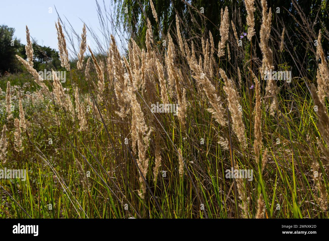 Calamagrostis epigejos is a perennial herbaceous plant of the slender leg family with a long creeping rhizome. Autumn plants with seeds. Medicinal pla Stock Photo