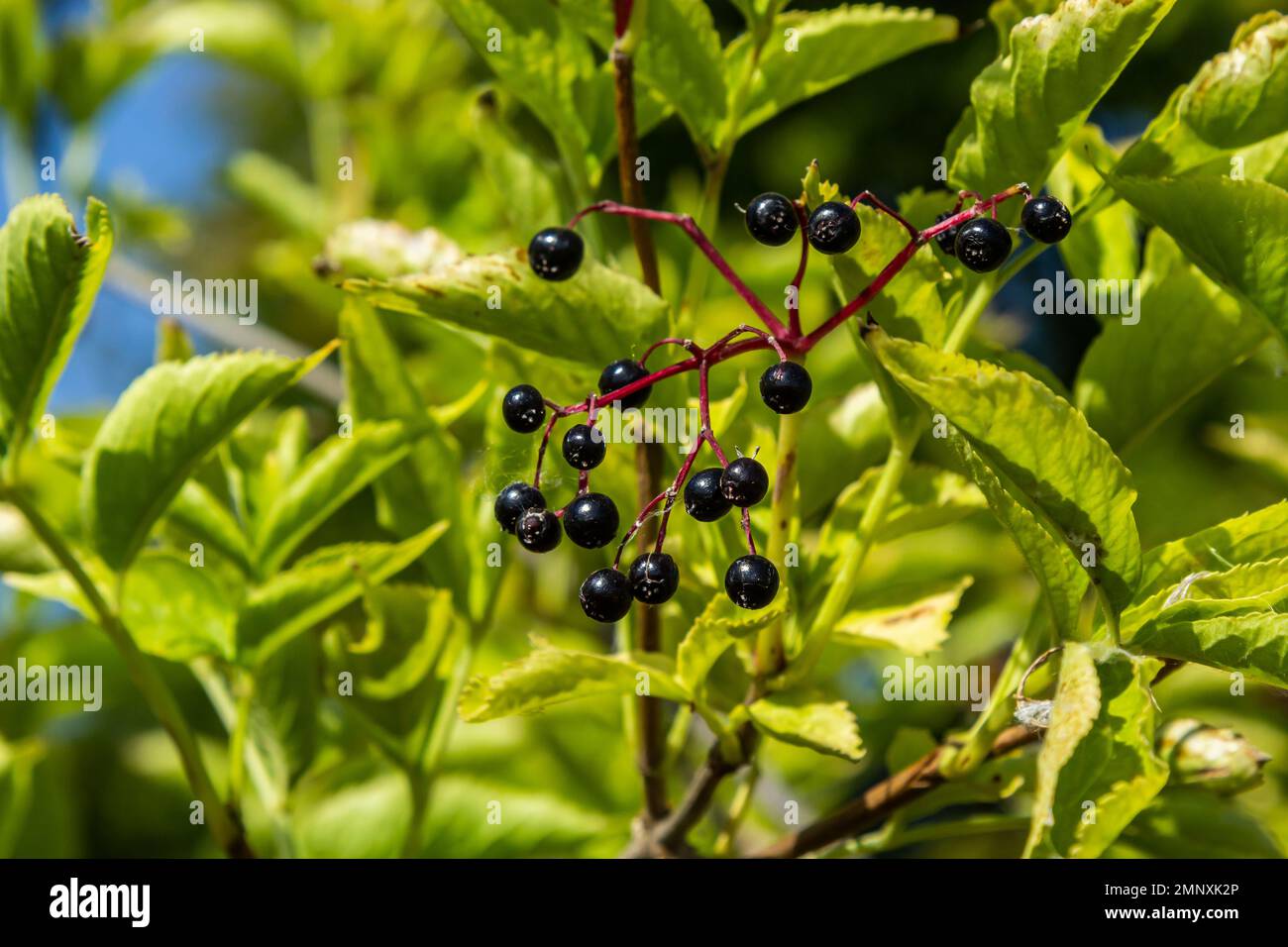 Sambucus nigra is a poisonous plant that can also be used medicinally. Stock Photo