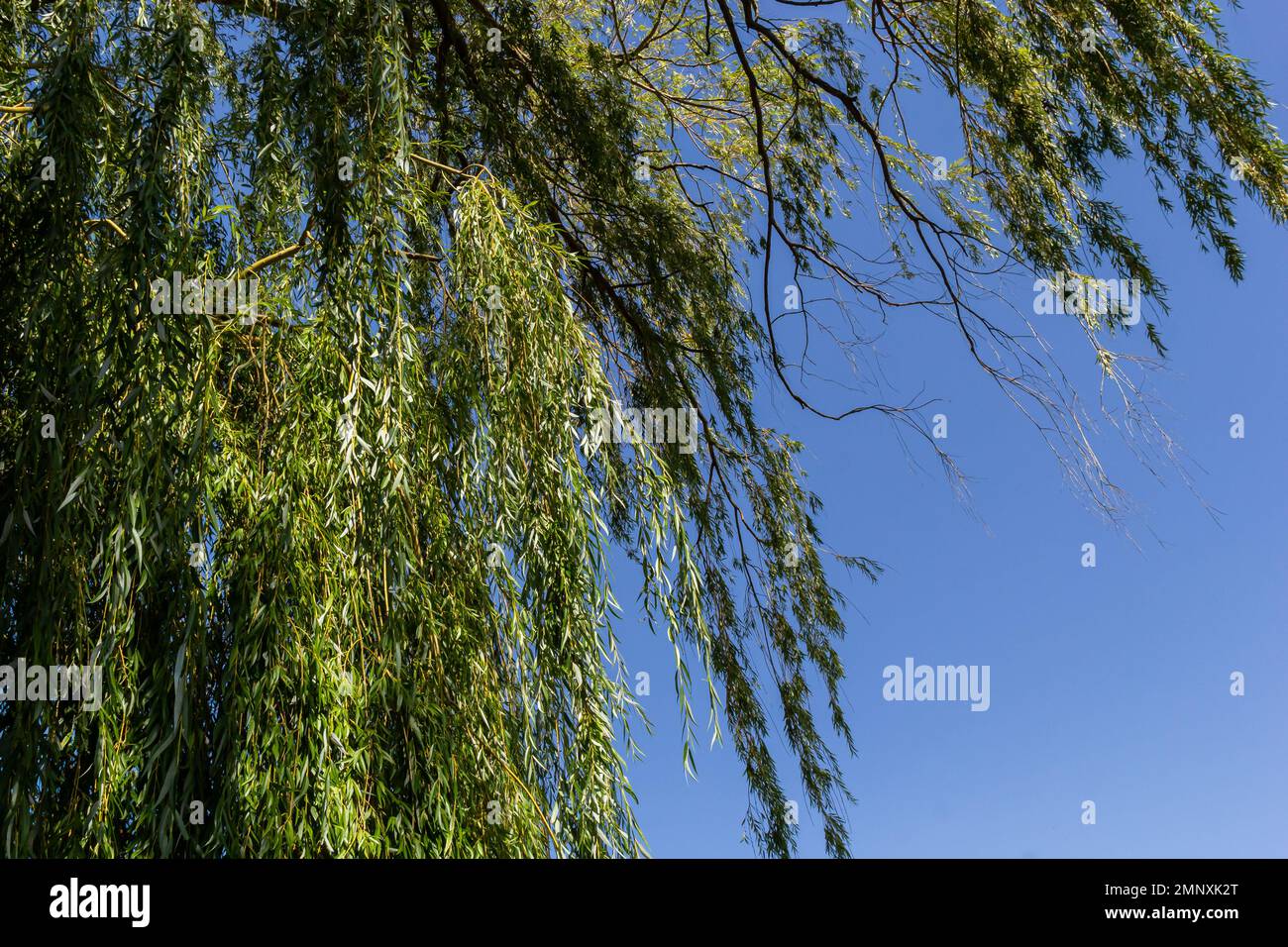 Weeping Golden Willow, is the most popular and widely grown weeping