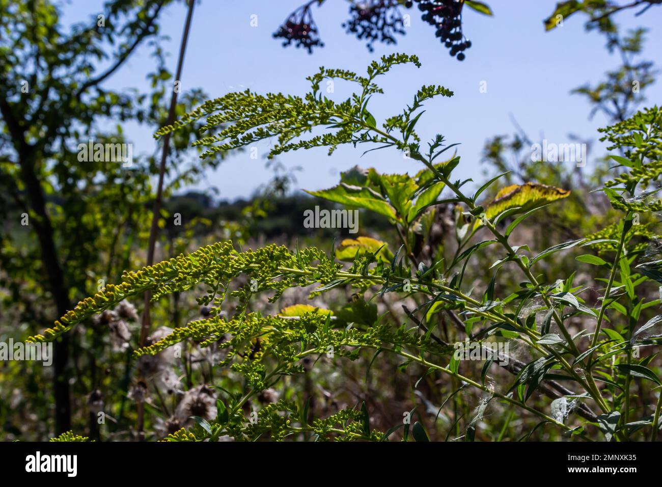 Yellow panicles of Solidago flowers in August. Solidago canadensis, known as Canada goldenrod or Canadian goldenrod, is an herbaceous perennial plant Stock Photo