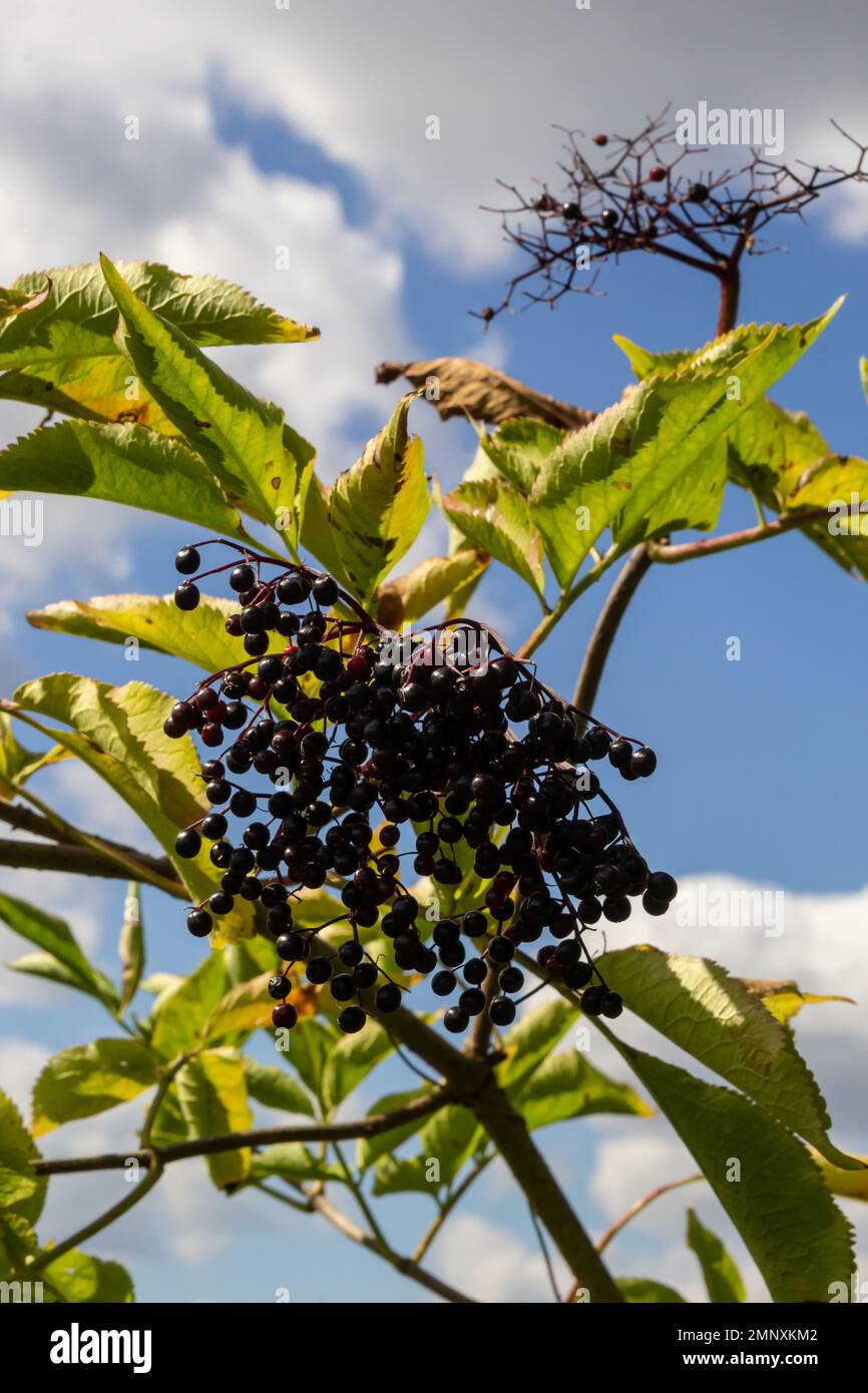 Sambucus nigra is a poisonous plant that can also be used medicinally. Stock Photo