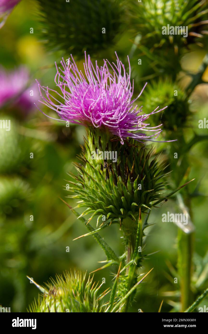 The common thistle is a species of the thistle genus, native to Europe, Asia and North Africa, but also present in North America and other continents Stock Photo