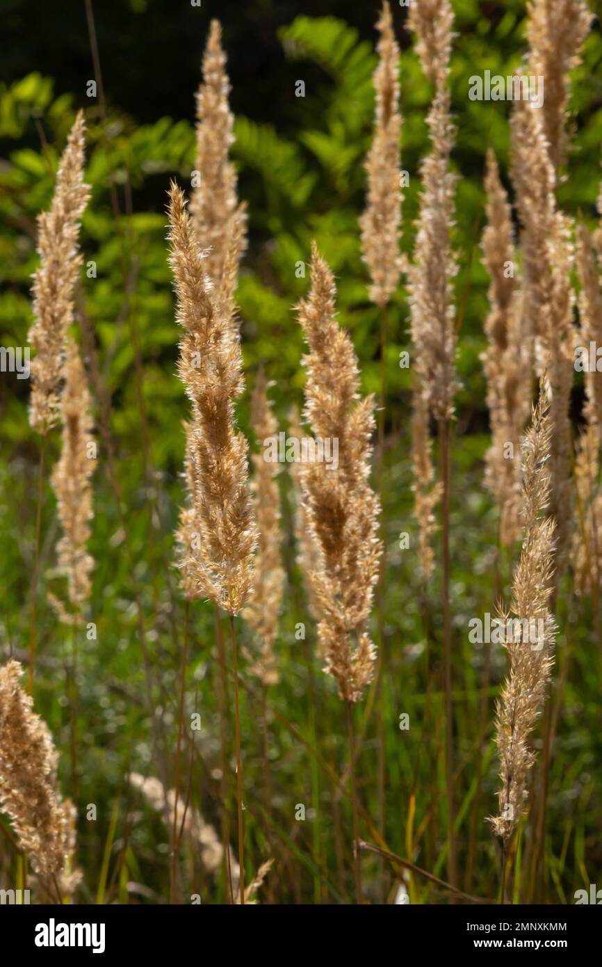 Calamagrostis epigejos is a perennial herbaceous plant of the slender leg family with a long creeping rhizome. Stock Photo