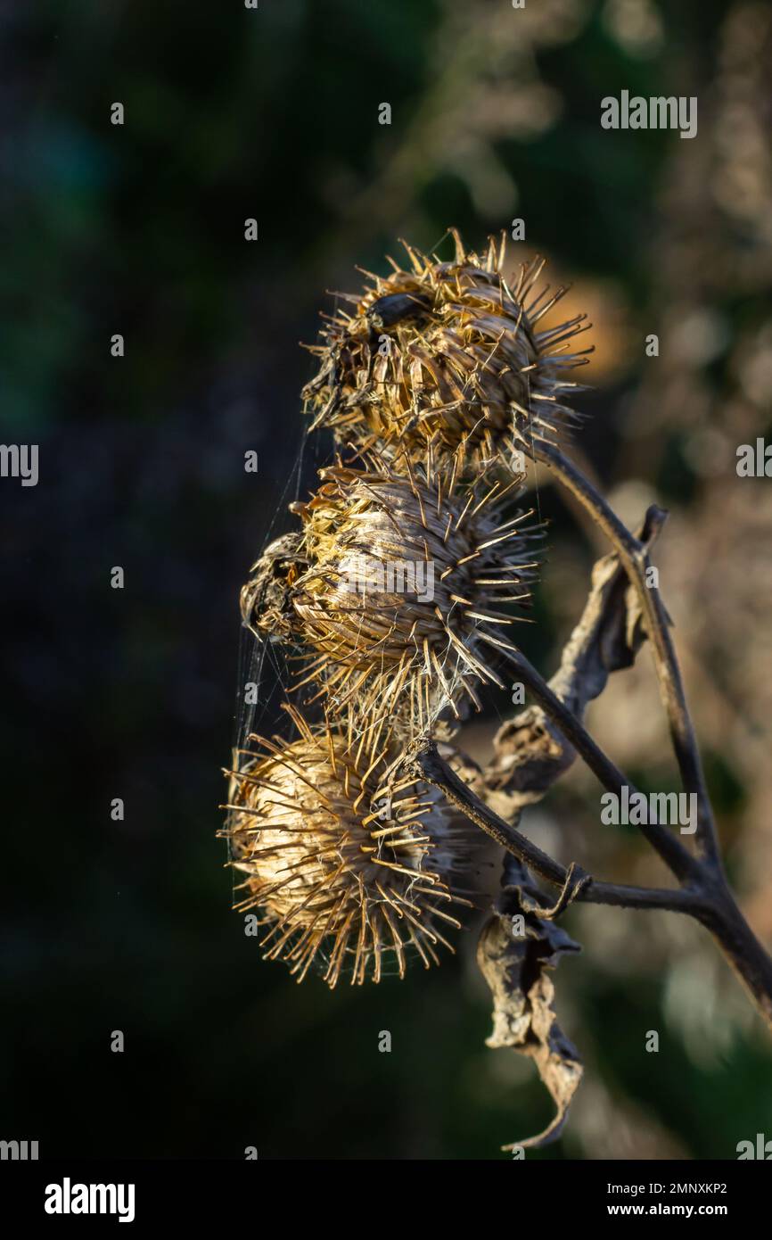 Arctium lappa, Lesser burdock dry seed heads. Arctium minus, autumn in the meadow with dried flowers burdock, commonly called greater burdock, edible Stock Photo