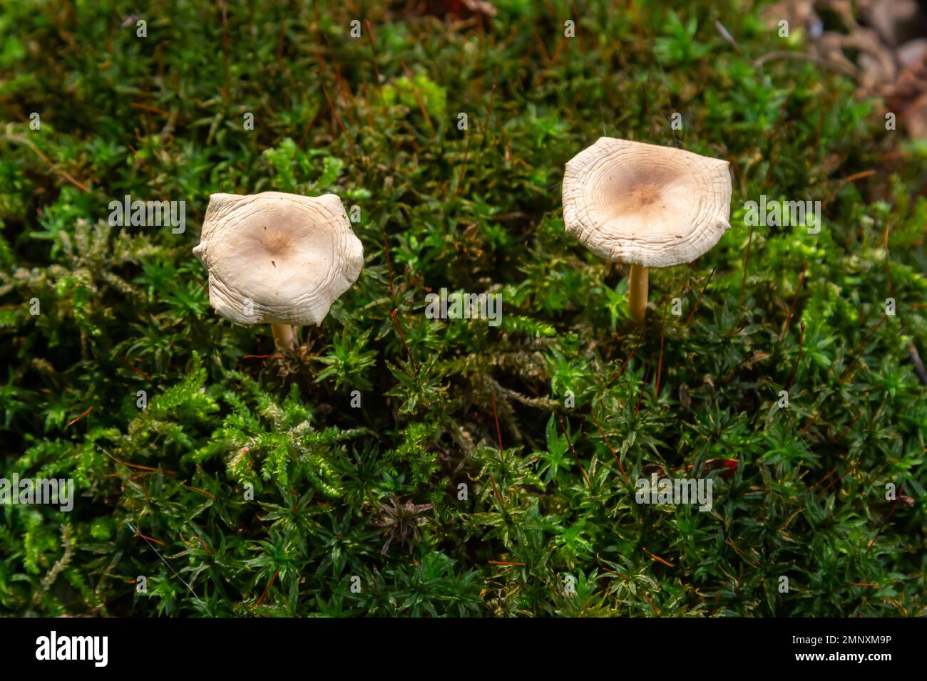 Oak-loving Collybia Gymnopus dryophilus, Untergroningen, Abtsgmuend ea background of green moss. Stock Photo