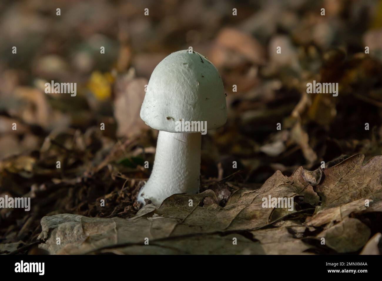 White deadly poisonous fungi Amanita virosa also known as destroying angel. Young egg-shaped fruiting bodies showing conical caps, veil around stem. M Stock Photo
