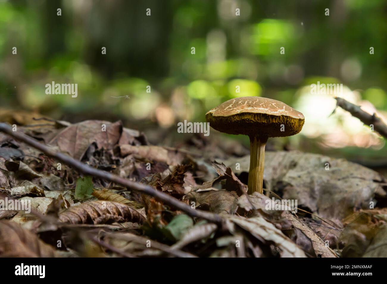 chrysenteron, known as Boletus chrysenteron or