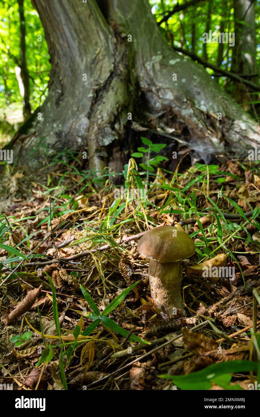 Boletus edulis or cep, edible wild mushroom in a forest. Stock Photo