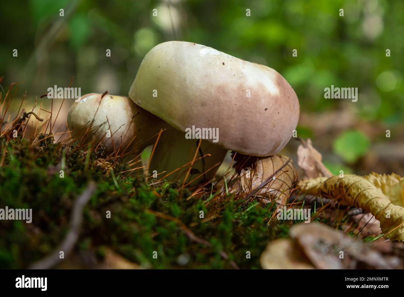 The Charcoal Burner Russula cyanoxantha is an edible mushroom , stacked