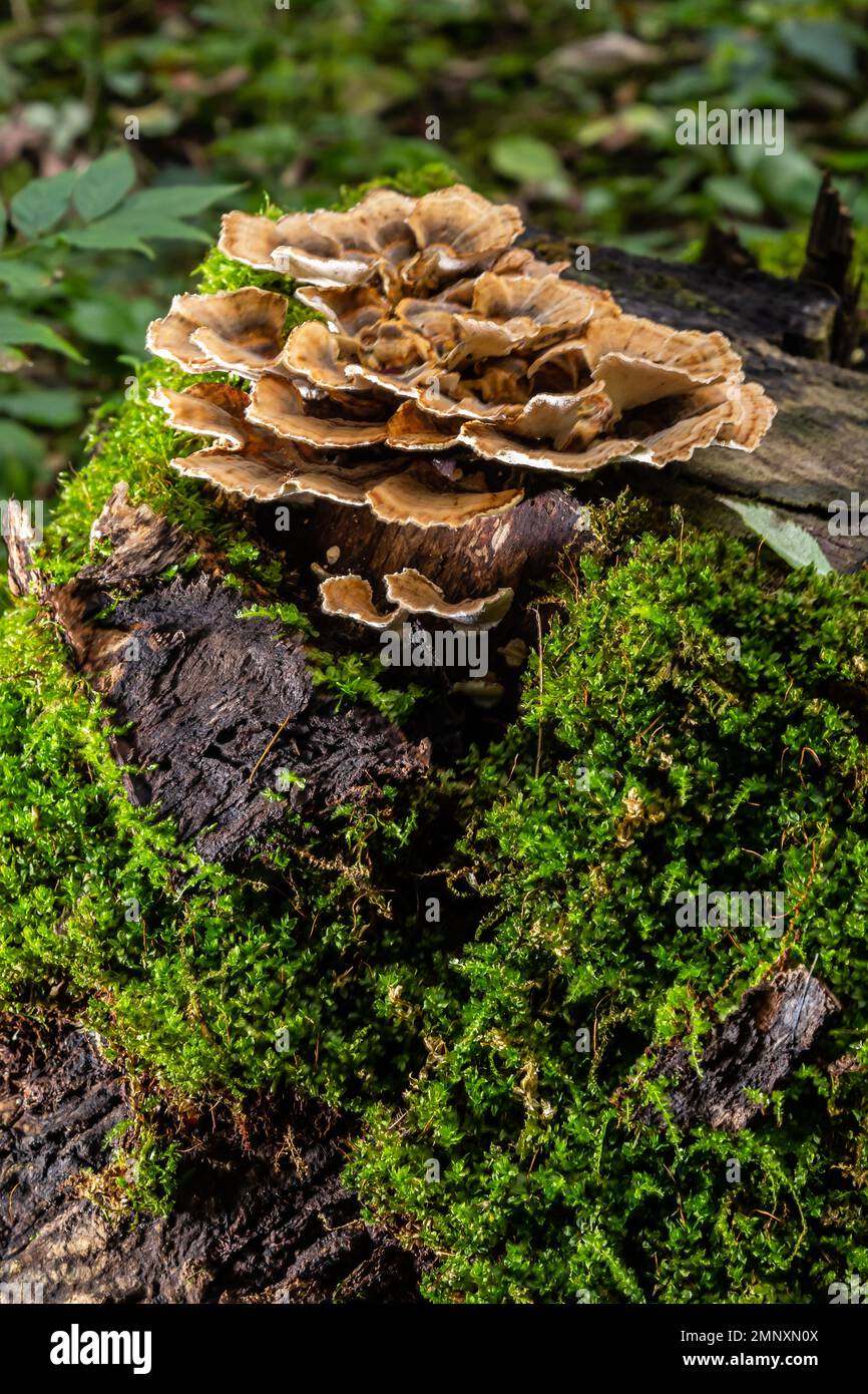 Gloeophyllum sepiarium mushroom on the tree into the forest. Rusty gilled polypore. Stock Photo