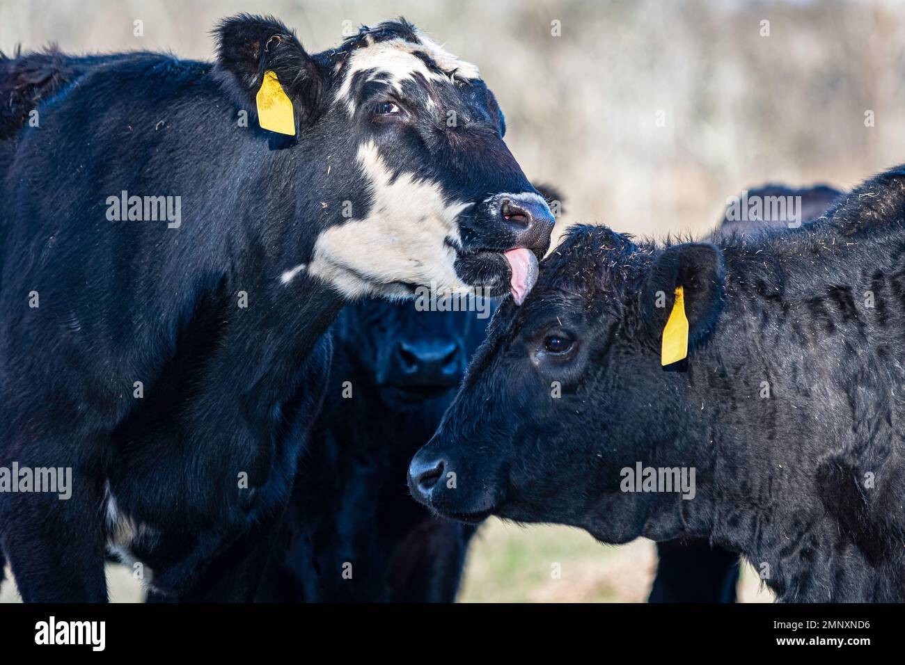 A black baldy cow licks the head of an Angus cow as viewed close up. Stock Photo