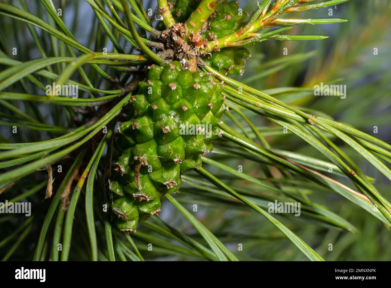 pine tree Green pine cone hanging on fir needles branch. Medicinal ...