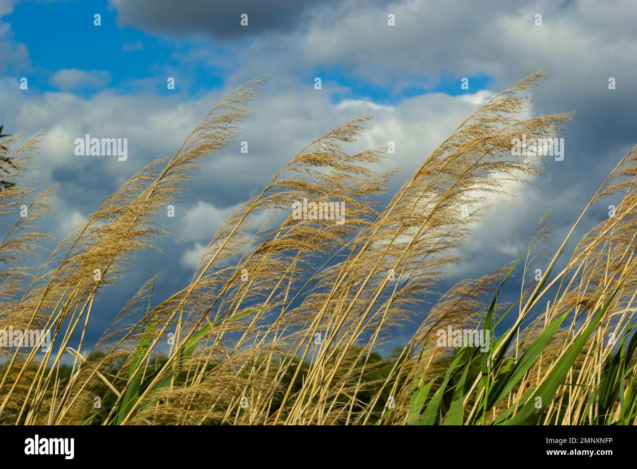 Common reed Phragmites australis. Thickets of fluffy dry trunks of ...