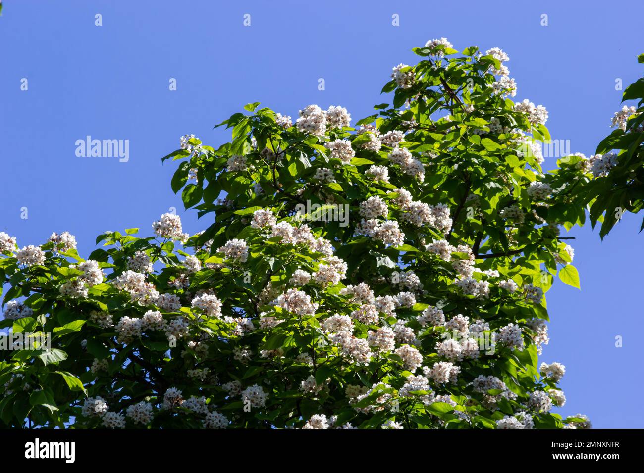 Catalpa tree is a decorative tree used in landscaping due to its showy, fragrant flowers and beautiful leave. Stock Photo