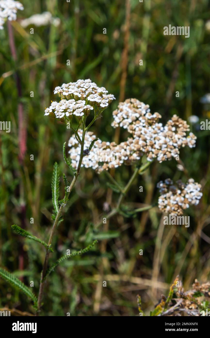 Achillea millefolium, commonly known as yarrow or common yarrow, is a ...