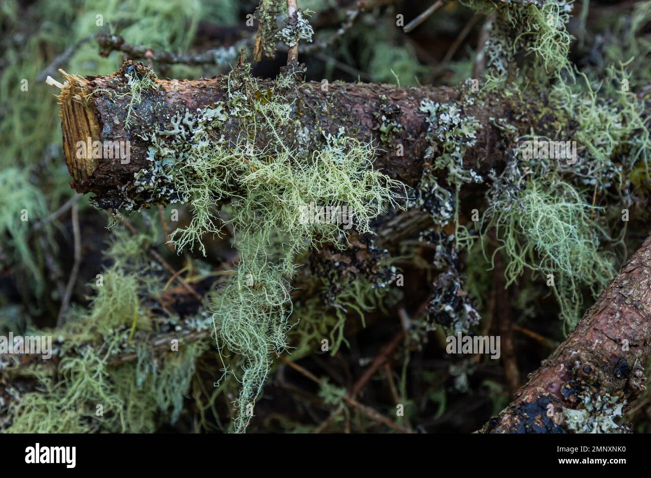 Closeup of lichen Usnea Filipendula and a parasite plant in a tree branch. Photo taken in the morning with the dew drops. Stock Photo