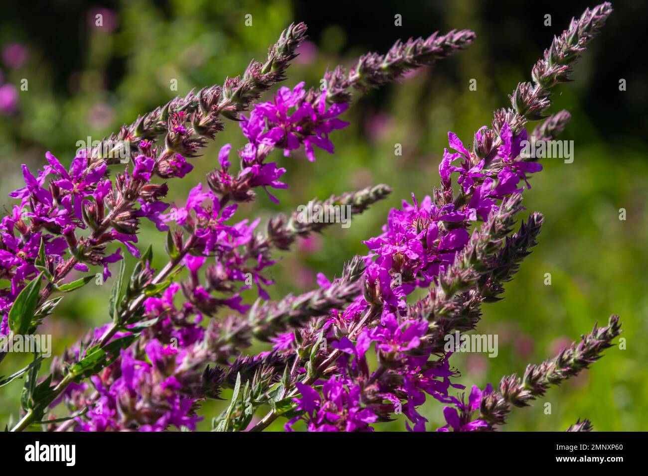 Lythrum salicaria - purple loosestrife, spiked loosestrife, purple lythrum. Stock Photo