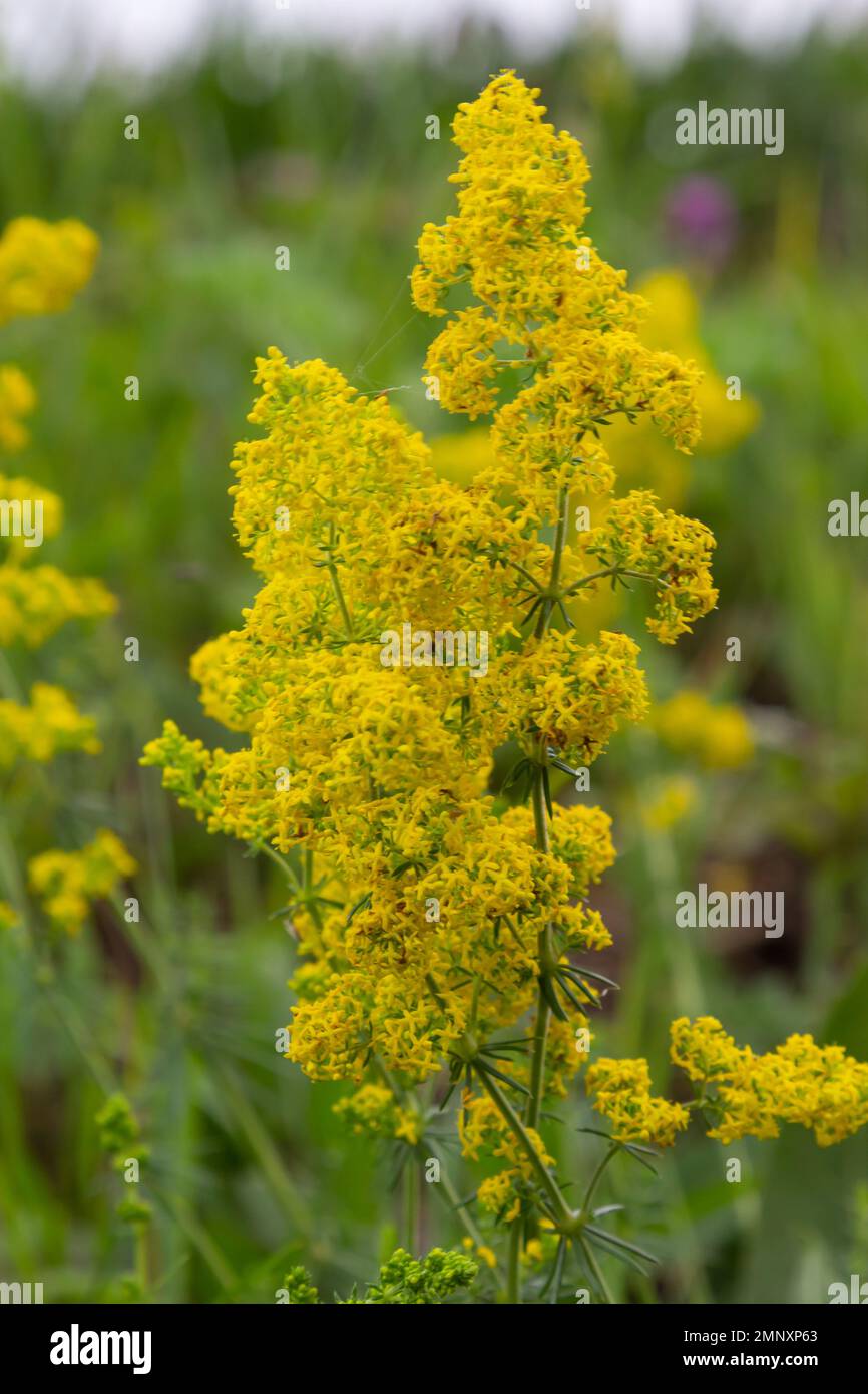 Galium verum is a perennial herbaceous plant from the genus of the nightshade family. Medicinal plant. Stock Photo