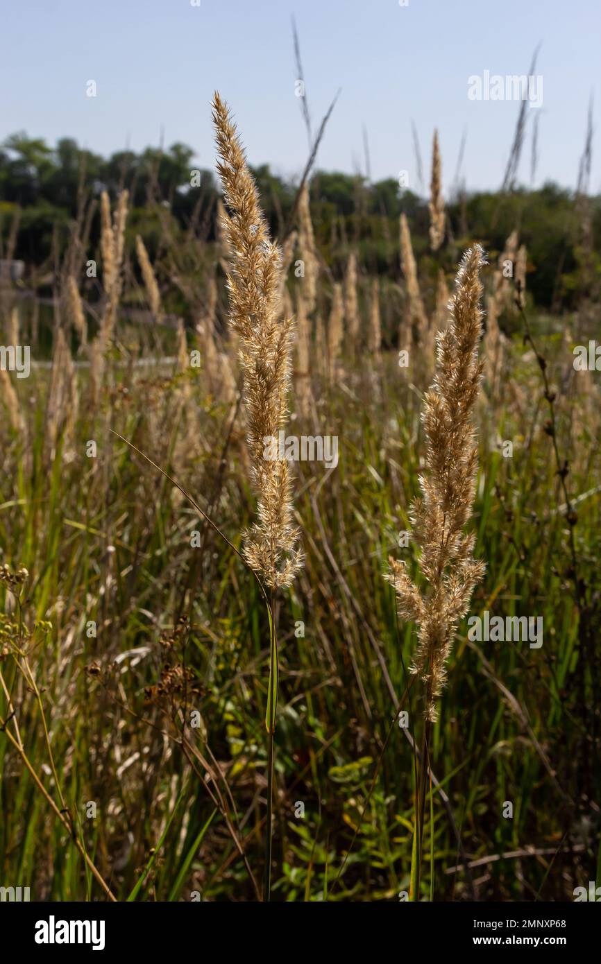 Calamagrostis epigejos is a perennial herbaceous plant of the slender leg family with a long creeping rhizome. Autumn plants with seeds. Medicinal pla Stock Photo