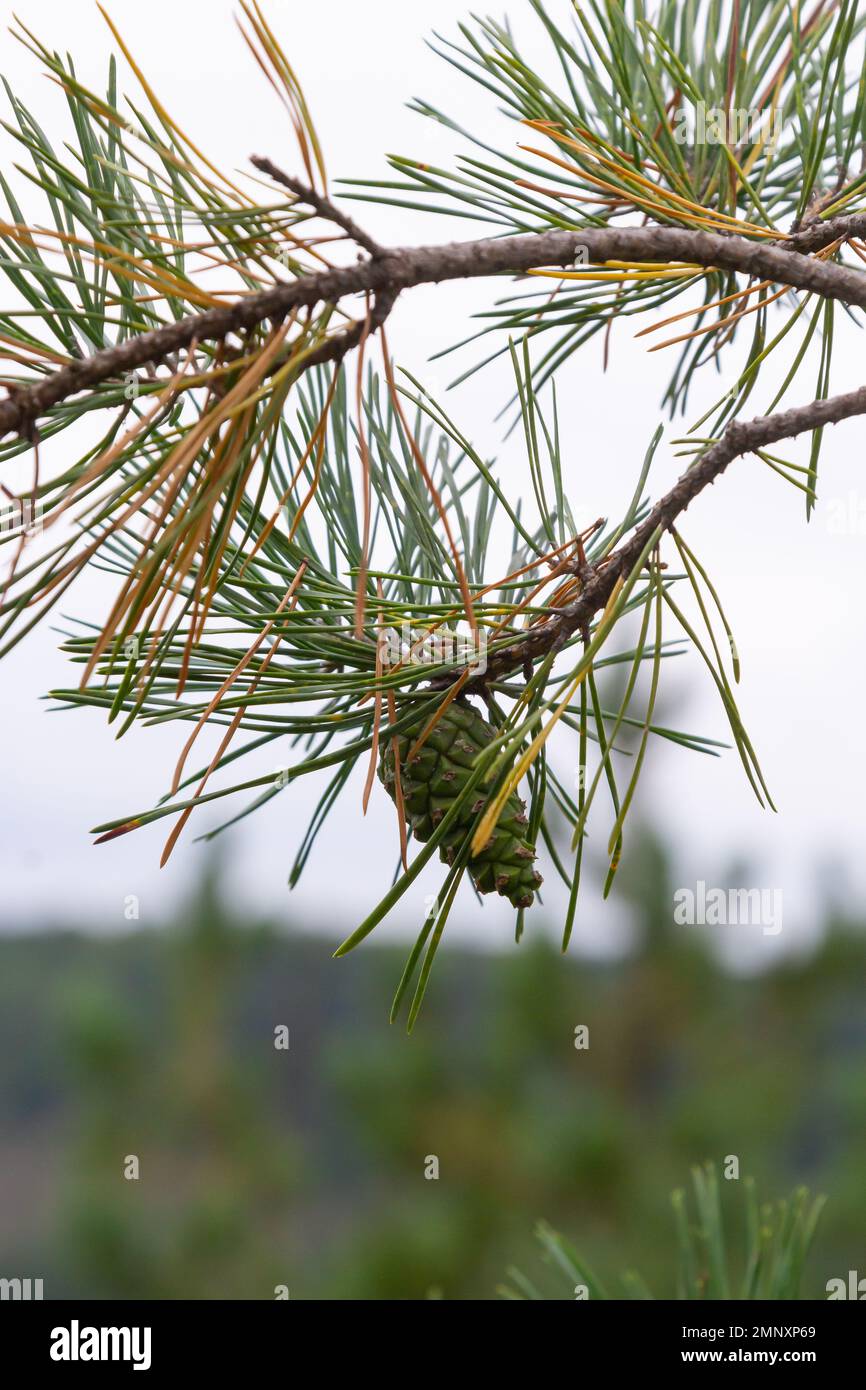 pine tree Green pine cone hanging on fir needles branch. Medicinal plant. Stock Photo