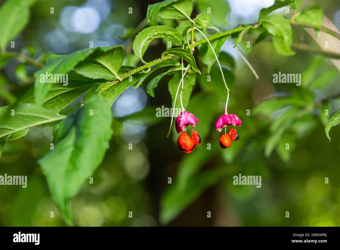 Euonymus europaeus european common spindle capsular ripening autumn fruits, red to purple or pink colors with orange seeds, autumnal colorful leaves. Stock Photo