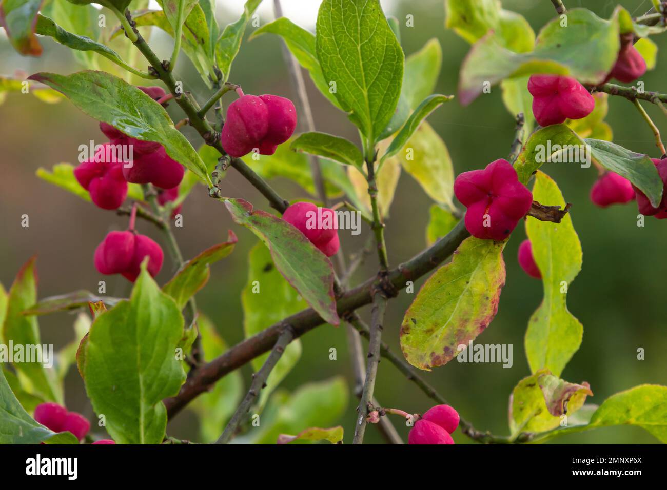 Euonymus europaeus european common spindle capsular ripening autumn fruits, red to purple or pink colors with orange seeds, autumnal colorful leaves. Stock Photo