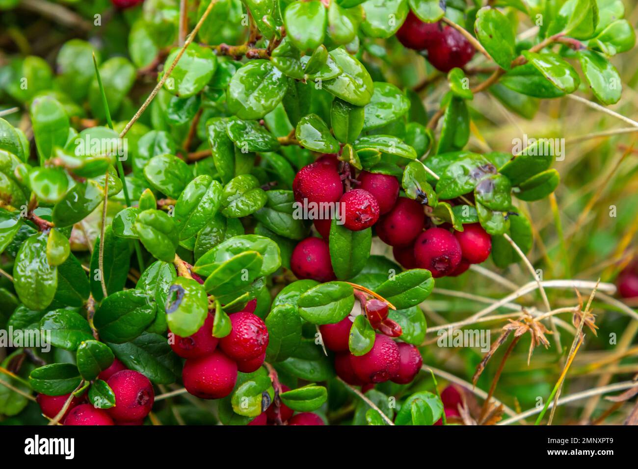 Lingonberry Fireballs - Latin name - Vaccinium vitis-idaea Fireballs. Stock Photo
