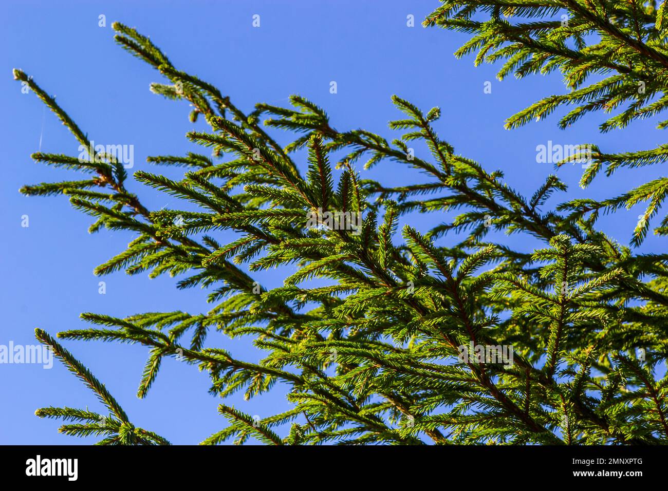 Branches with cones European spruce Picea abies on a background of blue sky. Stock Photo