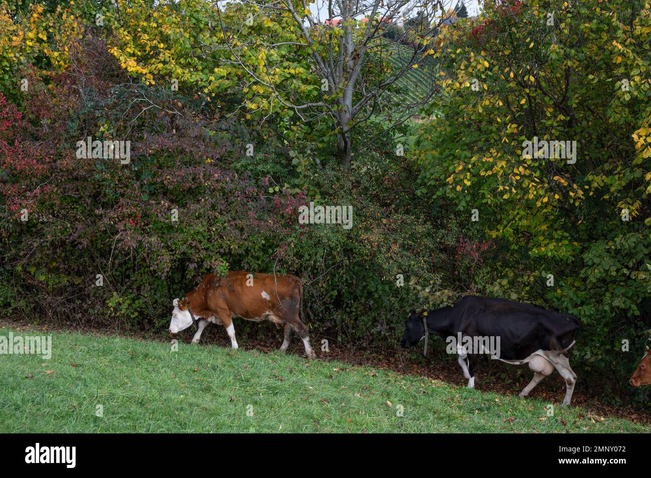 Alpine cows grazing happily in the Alpine mountains in the home grown ...