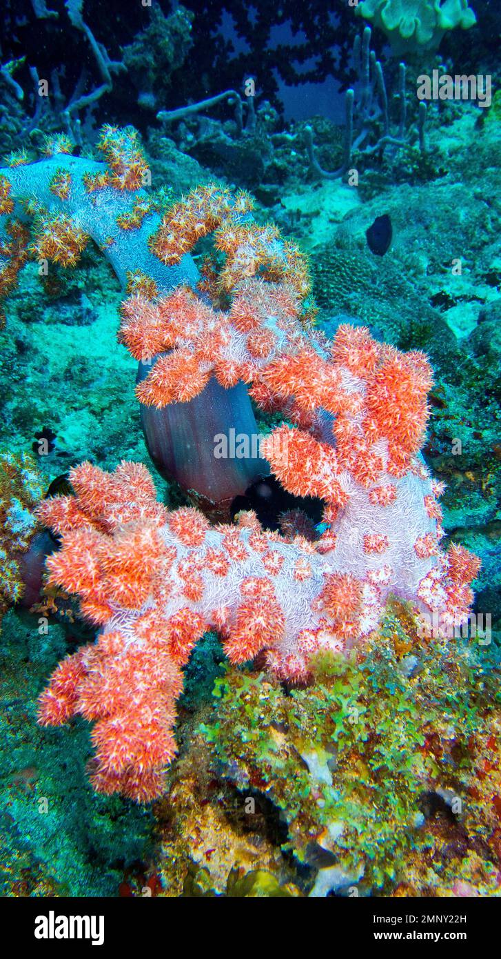 Multi-branched Trees Coral, Coral Reef, South Ari Atoll, Maldives, Indian Ocean, Asia Stock Photo